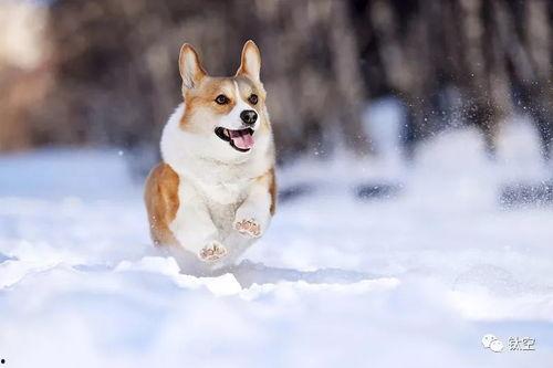 雪可爱爆料陈死狗视频,真相大白引热议