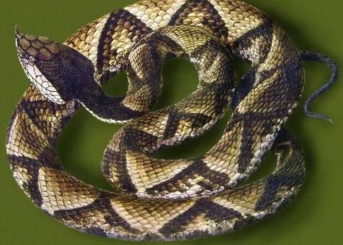 水族毒蛇爆料图视频